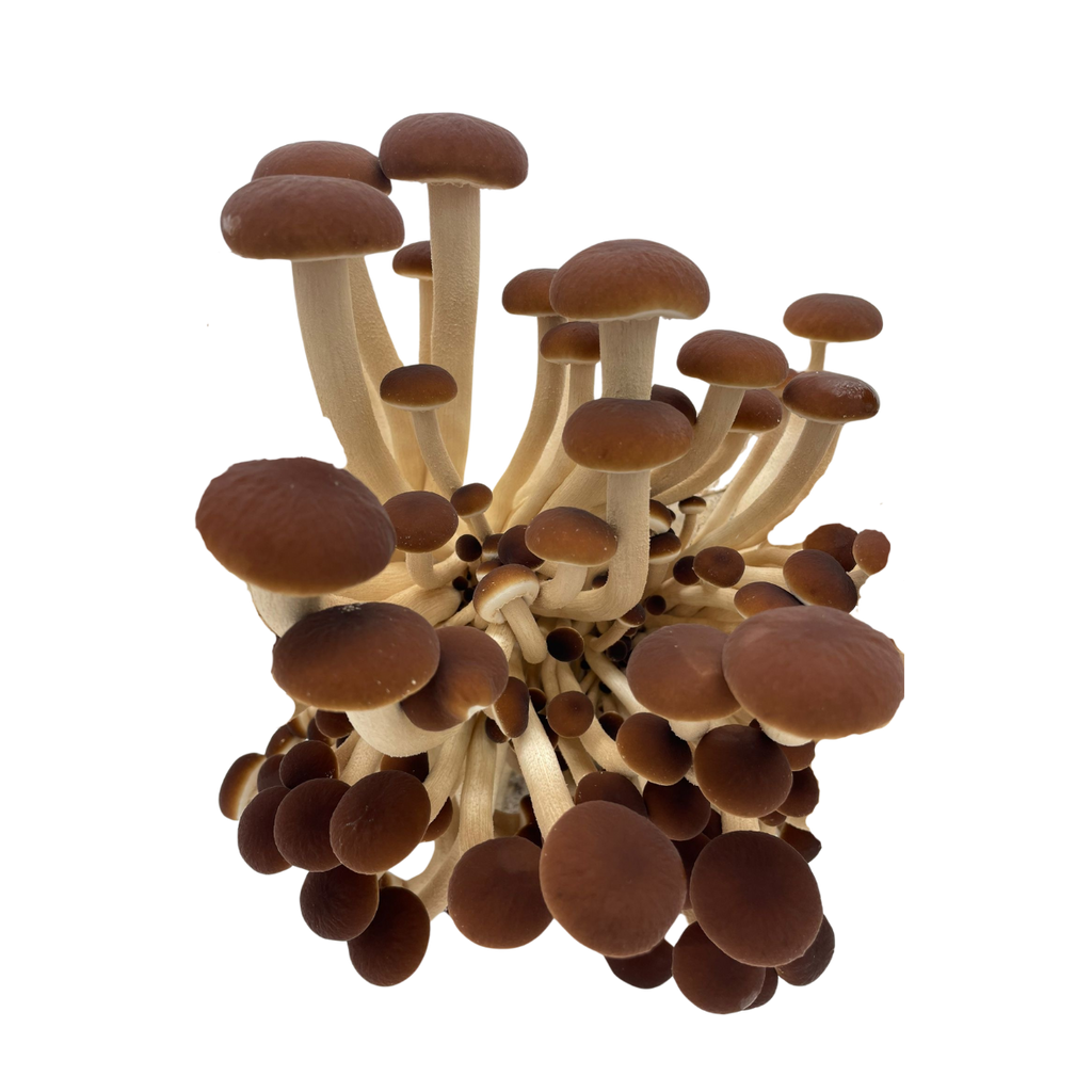 La pholiote du peuplier