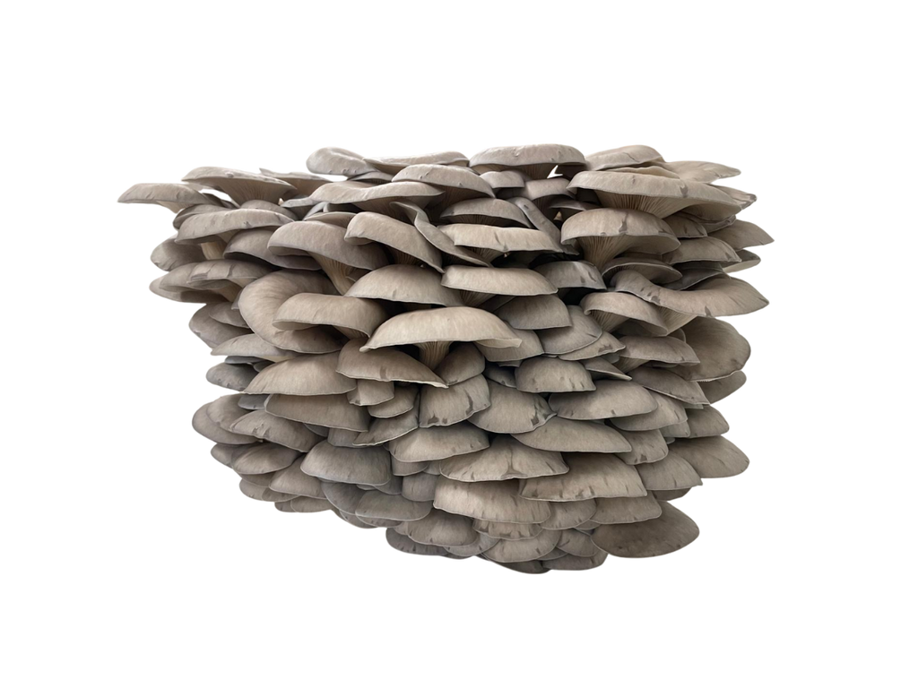 Le pleurote en huître