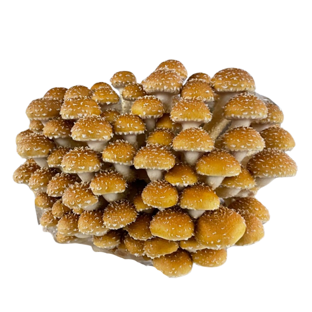 La pholiote du châtaignier