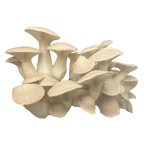 Le pleurote du panicaut