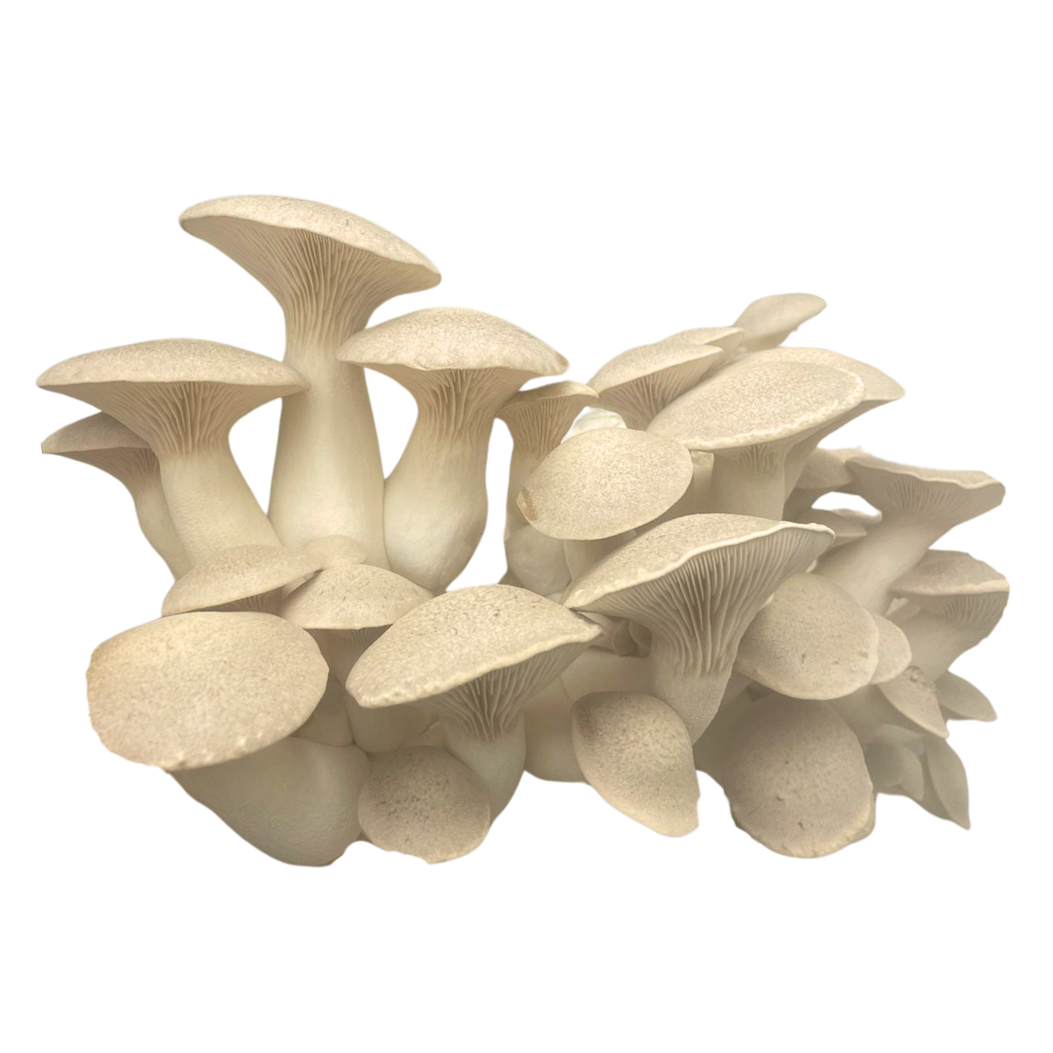 Le pleurote du panicaut