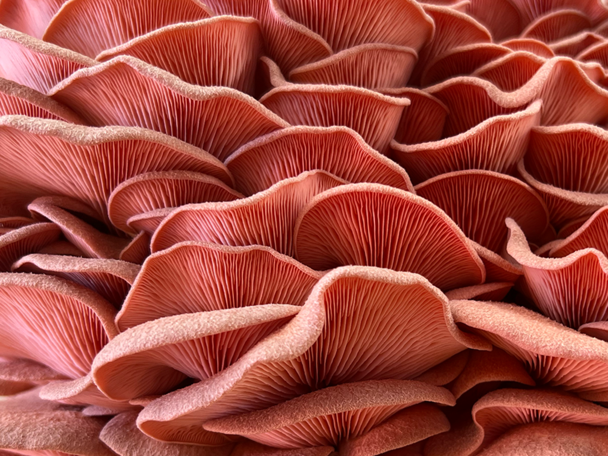 Le pleurote huître rose