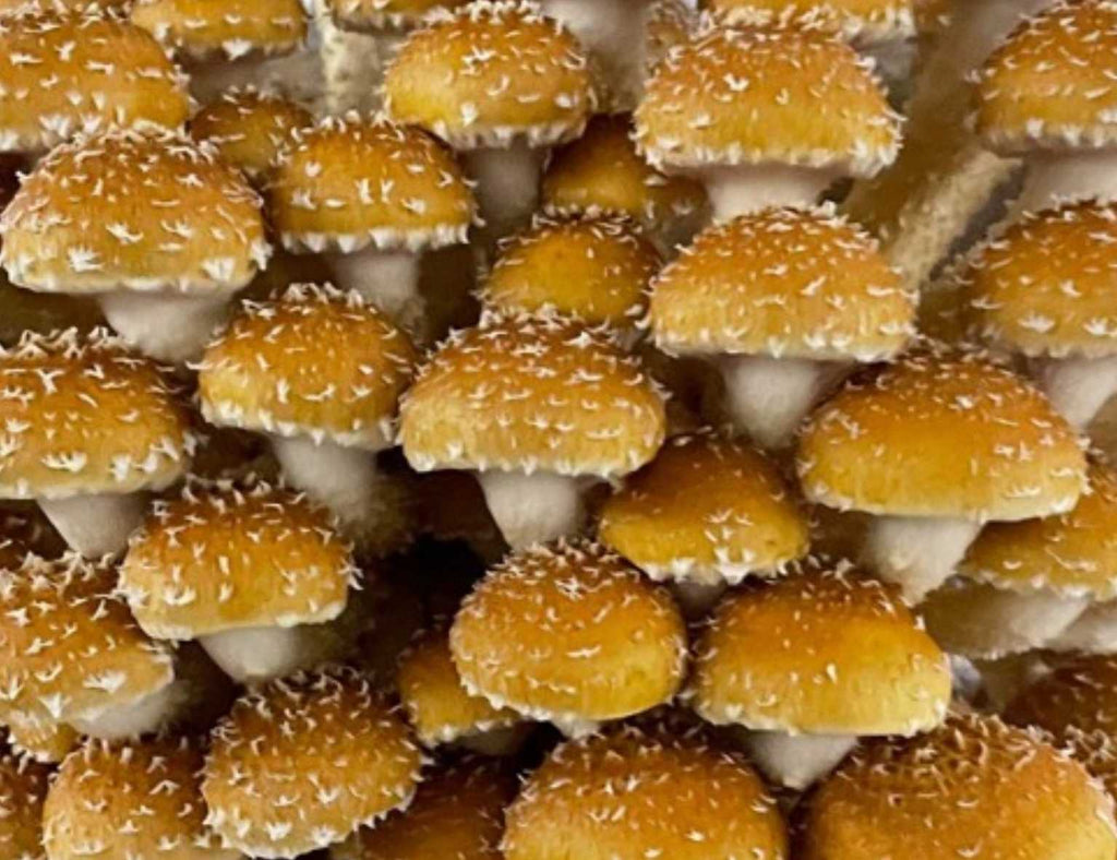 La pholiote du châtaignier