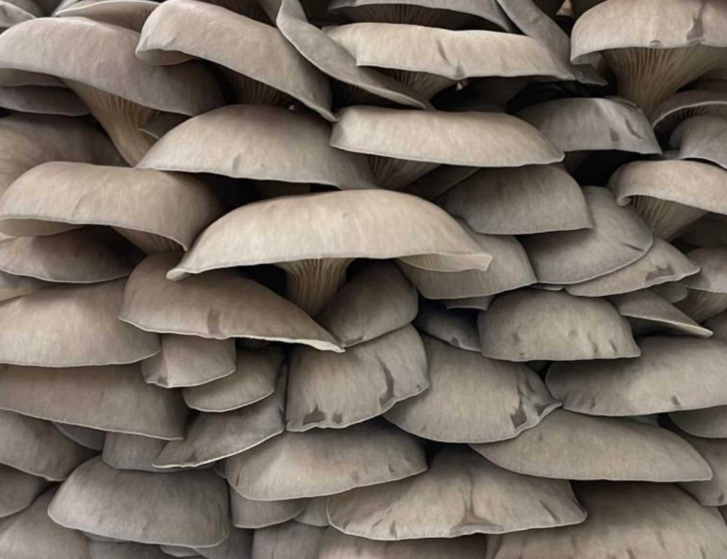 Le pleurote en huître