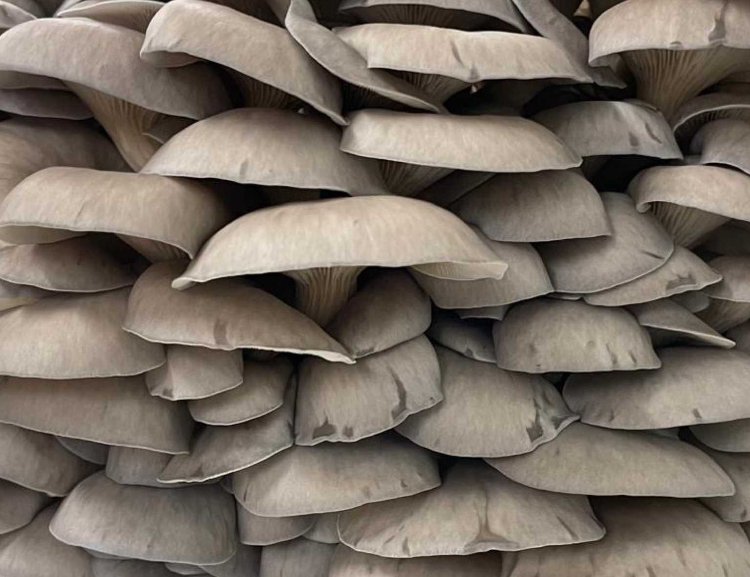 Le pleurote en huître