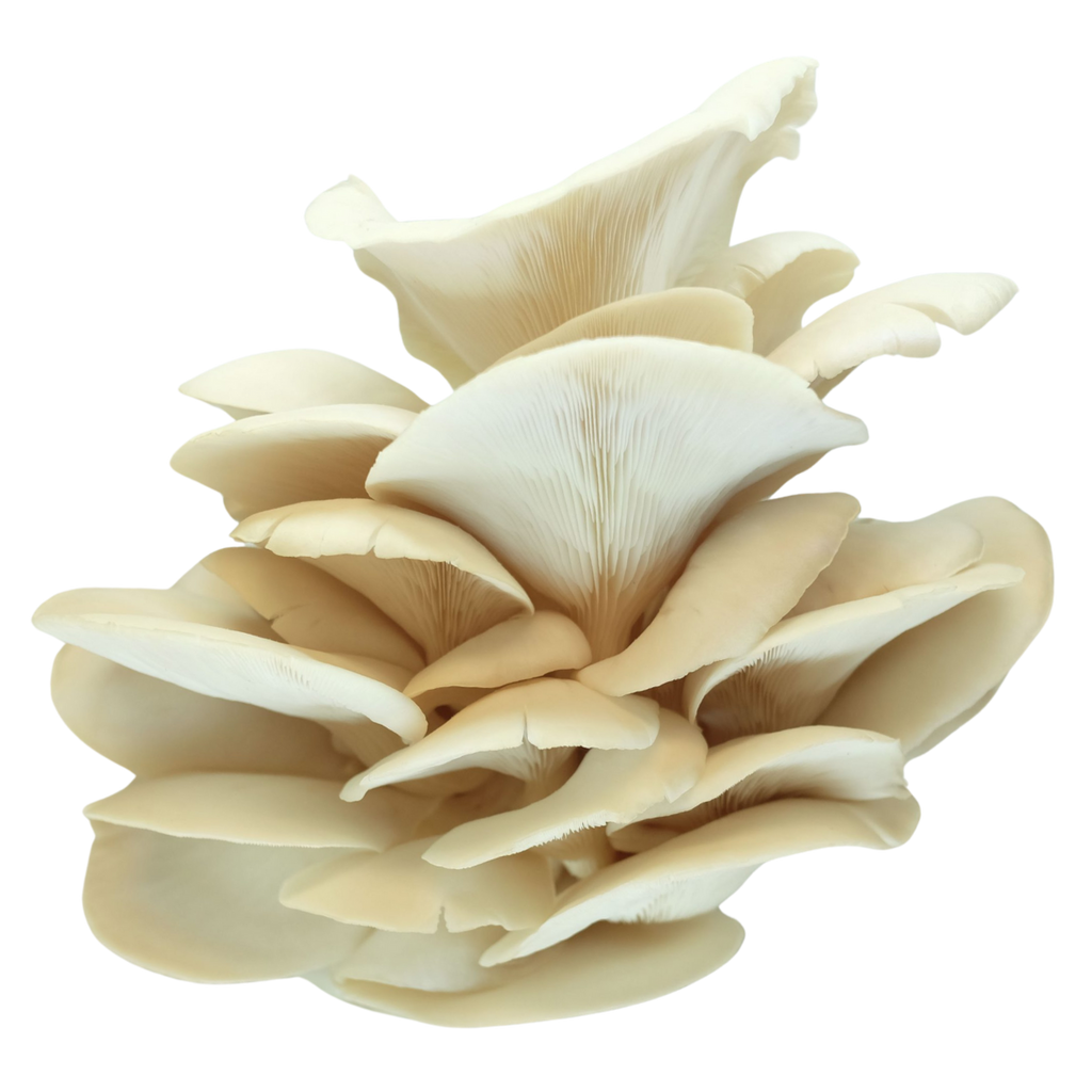 Le pleurote de l'orme